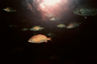 21_cool-rainbow-fish.jpg