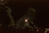 21_disney-light-through-bush.jpg