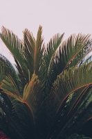 21_green-plant-hotel-pool.jpg