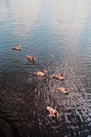 21_hs-school-of-ducks.jpg