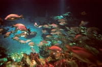 21_rainbow-fish-school.jpg