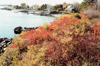 23_maine-coast-red-flowers.jpg