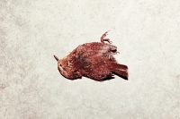 23_maine-dead-bird.jpg
