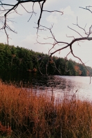 23_maine-pine-landscape.jpg