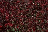23_red-green-bush-maine.jpg