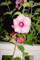 42_punta-cana-pink-trumpet-flower-inside-chapel.jpg